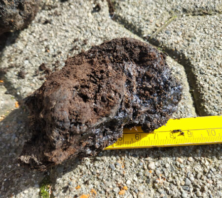 Holzkohleteer-Asche-Brocken aus einer Altablagerung